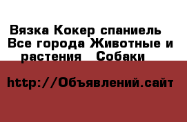 Вязка Кокер спаниель - Все города Животные и растения » Собаки   